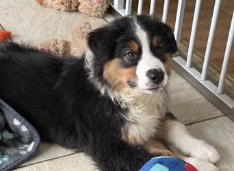 Bezaubernde Australian Shepherd Welpen (ASCA) suchen ein tolles Zuhause