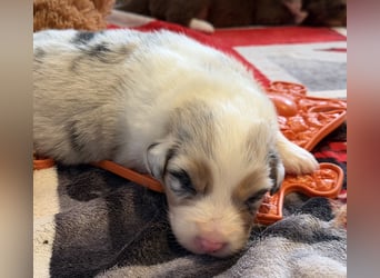 Bezaubernde Australian Shepherd Welpen (ASCA) suchen ein tolles Zuhause