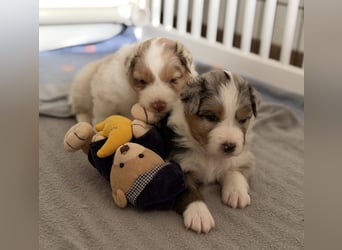 Bezaubernde Australian Shepherd Welpen (ASCA) suchen ein tolles Zuhause