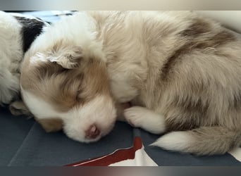 Bezaubernde Australian Shepherd Welpen (ASCA) suchen ein tolles Zuhause