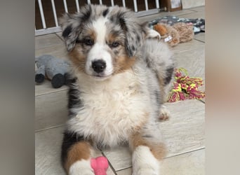 Bezaubernde Australian Shepherd Welpen (ASCA) suchen ein tolles Zuhause