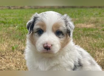 Bezaubernde Australian Shepherd Welpen (ASCA) suchen ein tolles Zuhause