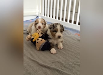 Bezaubernde Australian Shepherd Welpen (ASCA) suchen ein tolles Zuhause