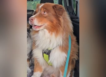 Australian Shepherd Deckrüde, ASCA , DNA VP, red tri, FREI von Gendefekten