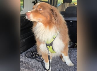 Australian Shepherd Deckrüde, ASCA , DNA VP, red tri, FREI von Gendefekten