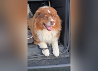Australian Shepherd Deckrüde, ASCA , DNA VP, red tri, FREI von Gendefekten