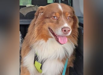 Australian Shepherd Deckrüde, ASCA , DNA VP, red tri, FREI von Gendefekten