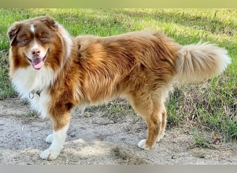 Australian Shepherd Deckrüde, ASCA , DNA VP, red tri, FREI von Gendefekten