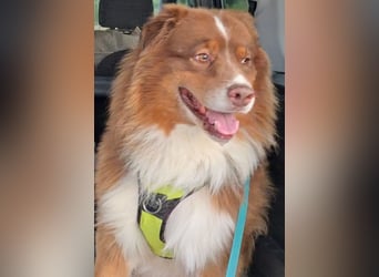 Australian Shepherd Deckrüde, ASCA , DNA VP, red tri, FREI von Gendefekten