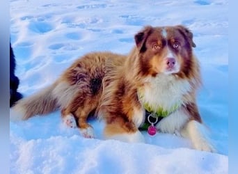 Australian Shepherd Deckrüde, ASCA , DNA VP, red tri, FREI von Gendefekten