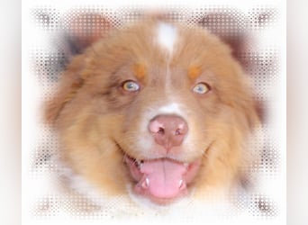 Australian Shepherd Deckrüde, ASCA , DNA VP, red tri, FREI von Gendefekten