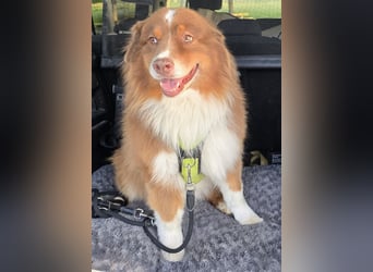 Australian Shepherd Deckrüde, ASCA , DNA VP, red tri, FREI von Gendefekten