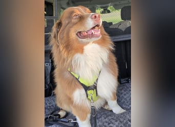 Australian Shepherd Deckrüde, ASCA , DNA VP, red tri, FREI von Gendefekten