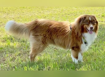 Australian Shepherd Deckrüde, ASCA , DNA VP, red tri, FREI von Gendefekten