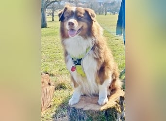 Australian Shepherd Deckrüde, ASCA , DNA VP, red tri, FREI von Gendefekten