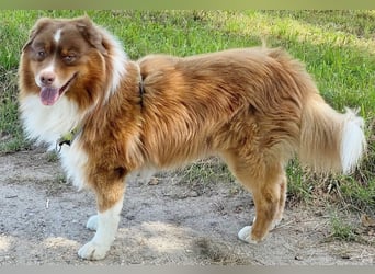 Australian Shepherd Deckrüde, ASCA , DNA VP, red tri, FREI von Gendefekten
