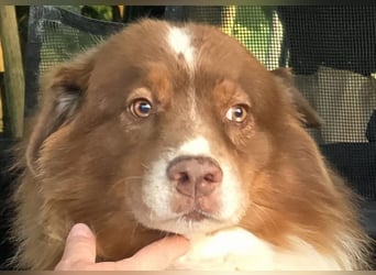 Australian Shepherd Deckrüde, ASCA , DNA VP, red tri, FREI von Gendefekten