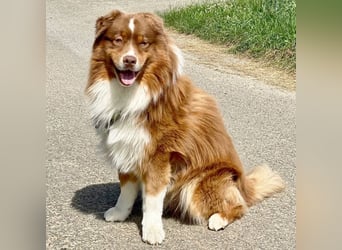 Australian Shepherd Deckrüde, ASCA , DNA VP, red tri, FREI von Gendefekten