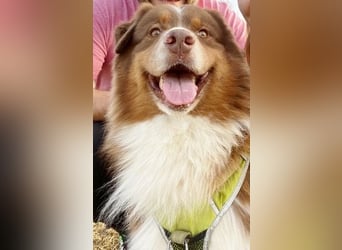 Australian Shepherd Deckrüde, ASCA , DNA VP, red tri, FREI von Gendefekten