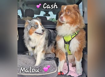 Australian Shepherd Deckrüde, ASCA , DNA VP, red tri, FREI von Gendefekten