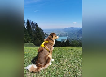 Loki, Australien Shepherd Rüde