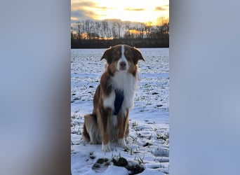 Loki, Australien Shepherd Rüde