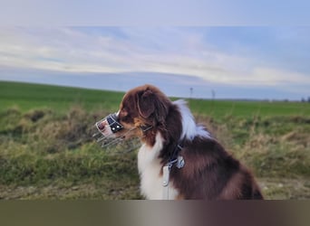 Loki, Australien Shepherd Rüde