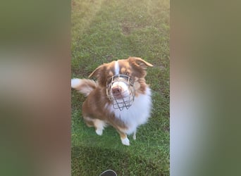 Loki, Australien Shepherd Rüde