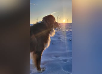 Loki, Australien Shepherd Rüde