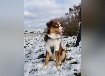 Loki, Australien Shepherd Rüde