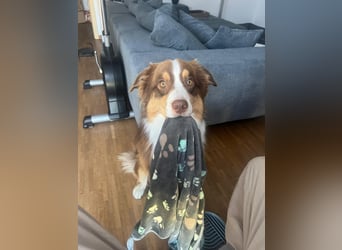 Loki, Australien Shepherd Rüde