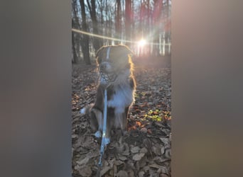 Loki, Australien Shepherd Rüde