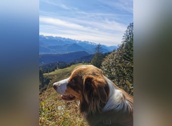 Loki, Australien Shepherd Rüde