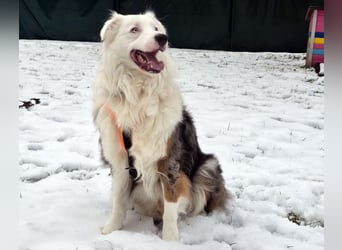 Mylino - sucht ein ruhiges Zuhause - Tierhilfe Franken e.V.