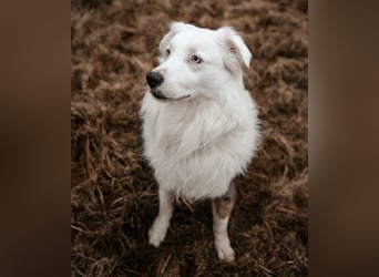 Mylino - sucht ein ruhiges Zuhause - Tierhilfe Franken e.V.