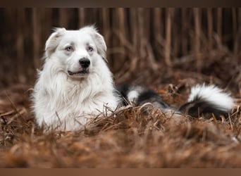 Mylino - sucht ein ruhiges Zuhause - Tierhilfe Franken e.V.