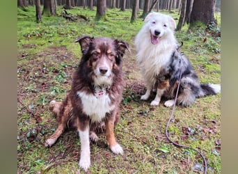 Mylino - sucht ein ruhiges Zuhause - Tierhilfe Franken e.V.