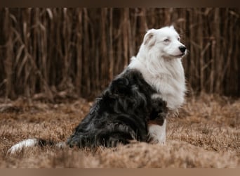 Mylino - sucht ein ruhiges Zuhause - Tierhilfe Franken e.V.