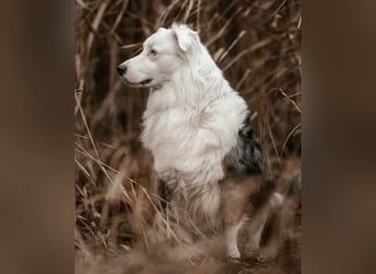 Mylino - sucht ein ruhiges Zuhause - Tierhilfe Franken e.V.