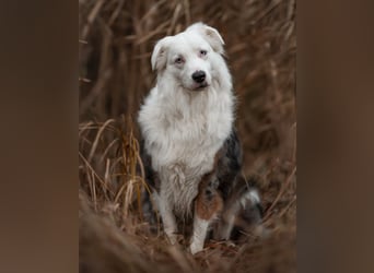 Mylino - sucht ein ruhiges Zuhause - Tierhilfe Franken e.V.