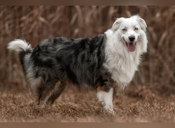 Mylino - sucht ein ruhiges Zuhause - Tierhilfe Franken e.V.