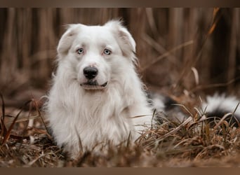 Mylino - sucht ein ruhiges Zuhause - Tierhilfe Franken e.V.