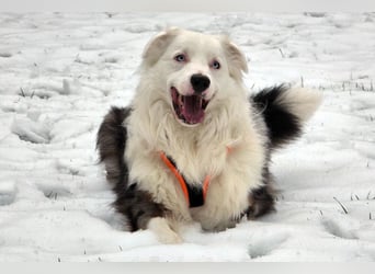 Mylino - sucht ein ruhiges Zuhause - Tierhilfe Franken e.V.