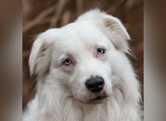 Mylino - sucht ein ruhiges Zuhause - Tierhilfe Franken e.V.