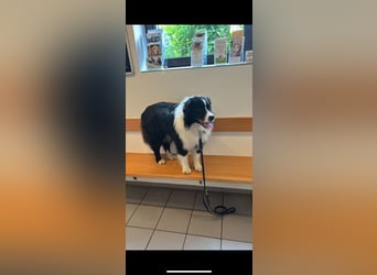 Traumhafter Australian Shepherd Rüde
