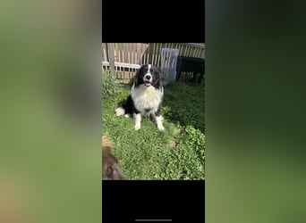 Traumhafter Australian Shepherd Rüde