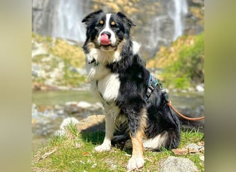 Archie - ist lernwillig,offen&zugänglich