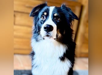 Archie - ist lernwillig,offen&zugänglich