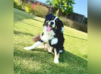 Archie - ist lernwillig,offen&zugänglich