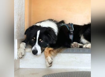 Archie - ist lernwillig,offen&zugänglich